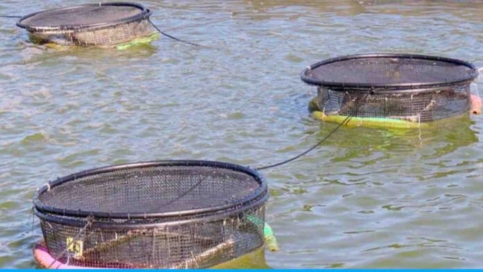 Advantages of Cage Fish Farming