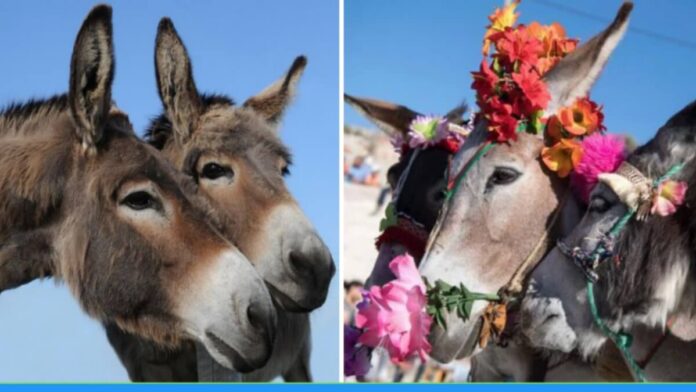 Beauty Competition for Donkey in Kolhapur Maharastra