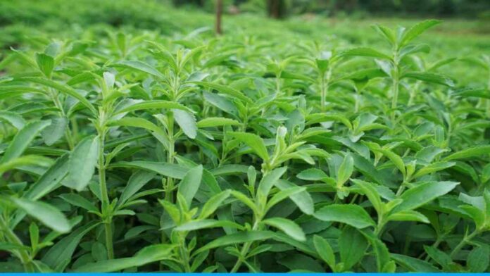 Earn well by growing medicinal plants of stevia