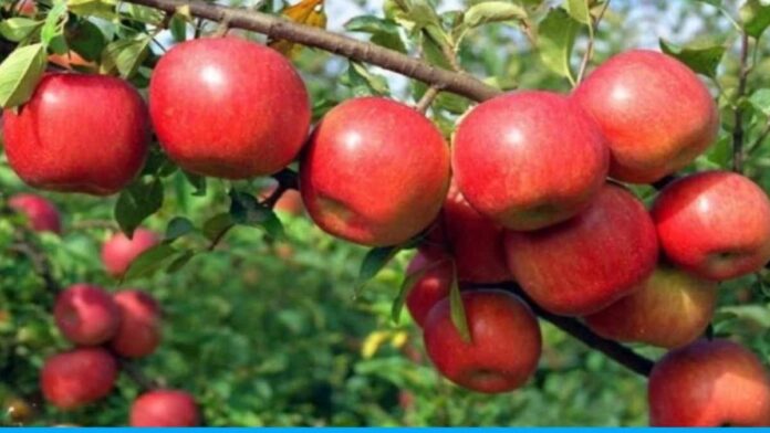 Farmers are getting more benefits from mission apple scheme