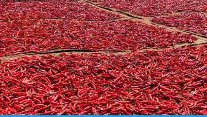 Farmers of Maharashtra are earning more profits by cultivating red chillies