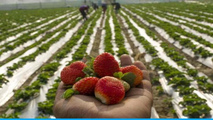 Farmers of Uttar Pradesh are earning good profits from strawberry cultivation