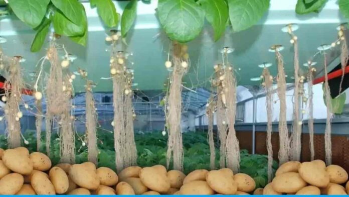 Grow Potatoes Without Soil Using Aeroponics Method