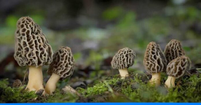 World's most Expensive mushroom Gucchi Mushroom
