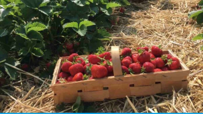 Jaspreet Singh started strawberry cultivation got success