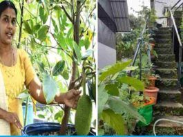 Mini Shree Kumar does organic farming on terraces