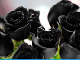 Plant black rose in your garden