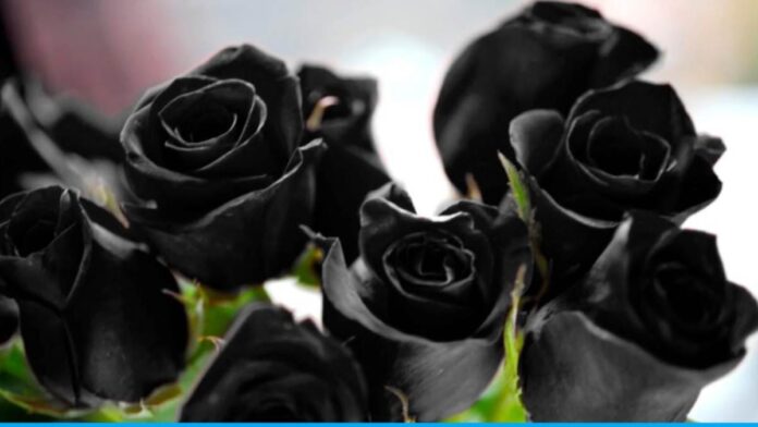 Plant black rose in your garden