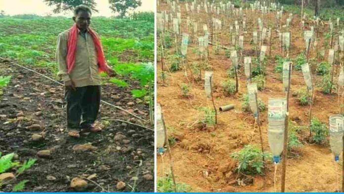 Ramesh Baria does farming with drip irrigation
