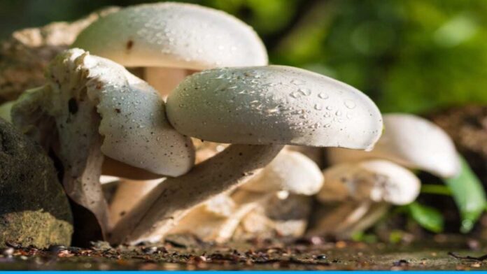 Two brothers Sushant Uniyal and Prakash Uniyal are cultivating mushrooms