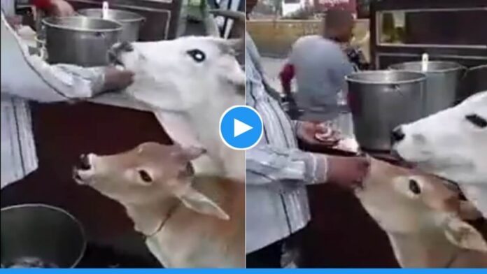 Viral Video of Cow and Calf eating Golgappe