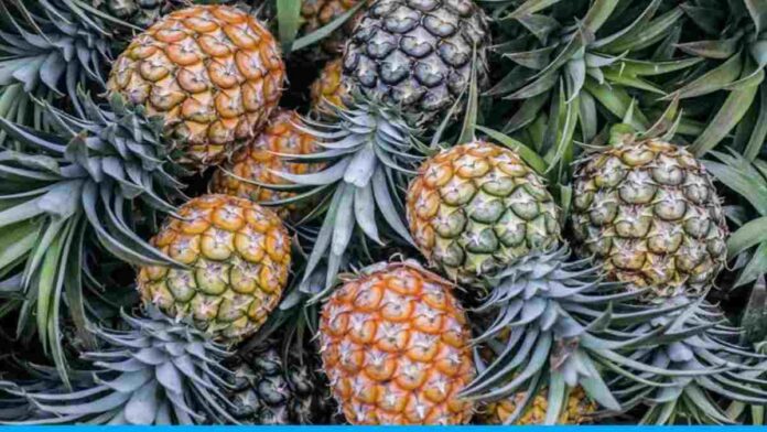 grow pineapple and earn lakhs of rupees