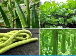 grow these vegetables in march