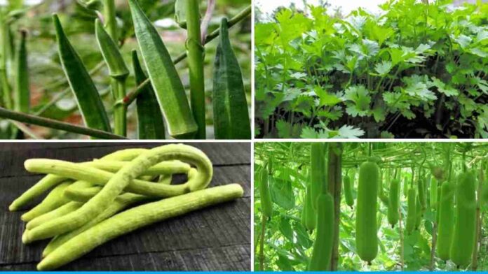 grow these vegetables in march