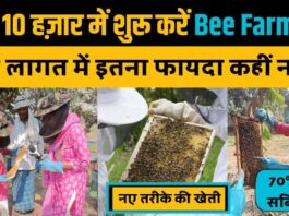 full process of beekeeping, Bee Farming kaise karen