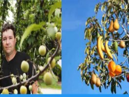 Syracuse professor Sam Van Aken grows 40 different fruits on a single tree, Tree of 40