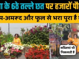 Patna's Vibha Charan Pahadi grows thousands of plants on his terrace, Roof Gardening