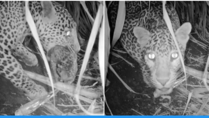 15-day-old leopard cub found in sugarcane field reunites with mother