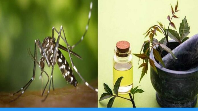 Know about mosquito repellent plant