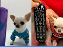 World's smallest dog Pearl got Guinness Book of World Record