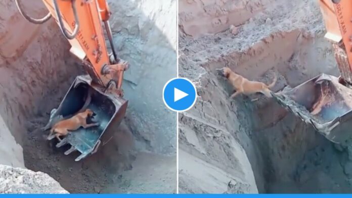 viral Video of dog pulled out of pit by JCB machine