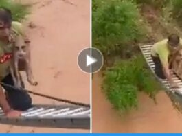 Viral video of fireman who rescued Puppy trapped in torrential water