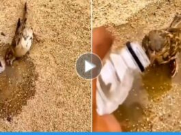 Viral video of a man who saved the life of bird